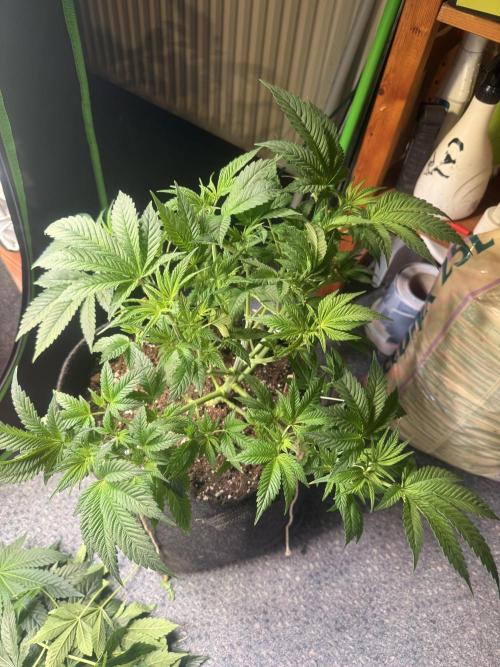 Rainbow Candy. Week 4