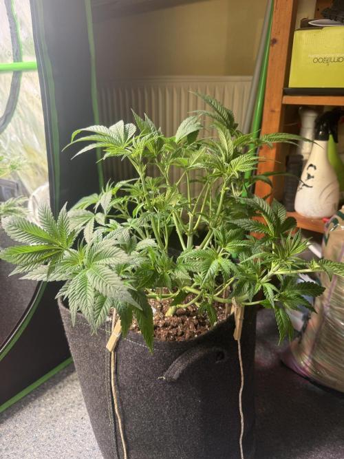 Rainbow Candy. Week 4