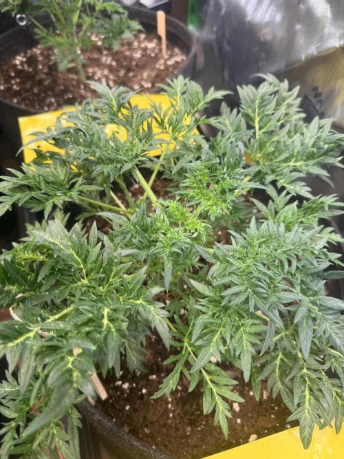 Mentha de Croco. Week 4