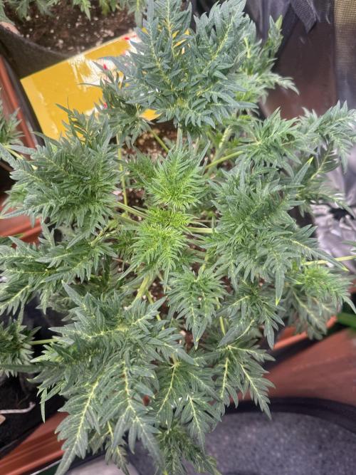 Mentha de Croco. Week 4