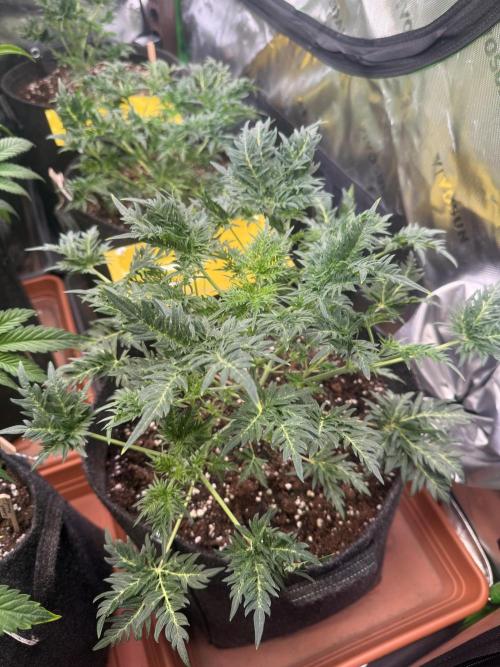 Mentha de Croco. Week 4