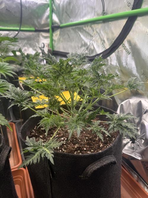 Mentha de Croco. Week 4