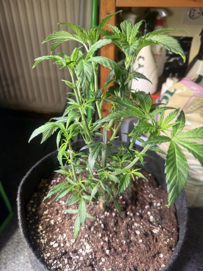 Peach Frosting. Week 4