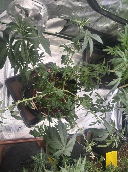 Emerald Envy. Week 4