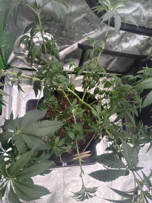 Emerald Envy. Week 4