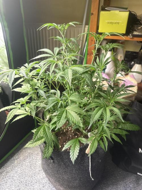 Sunset Paradise. Week 4