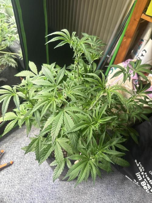 Sunset Paradise. Week 4