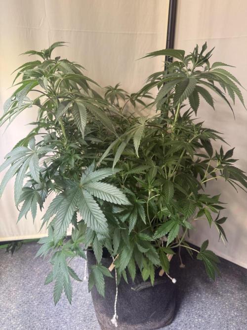 Emerald Envy. Week 6