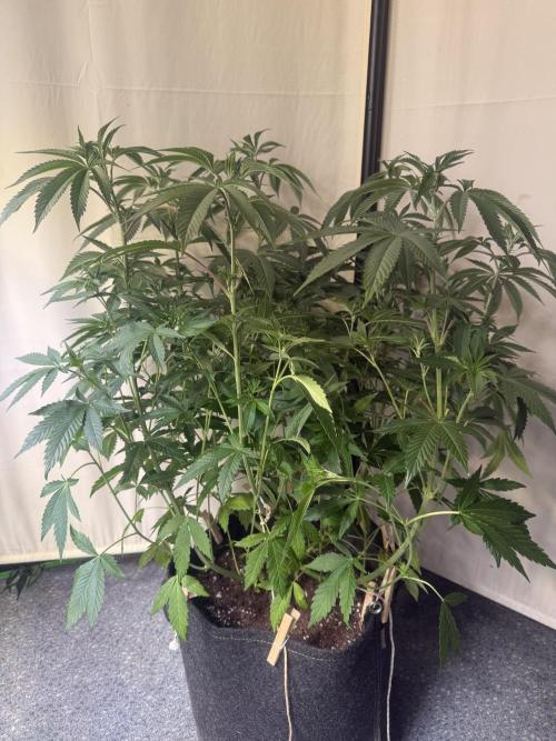 Emerald Envy. Week 6