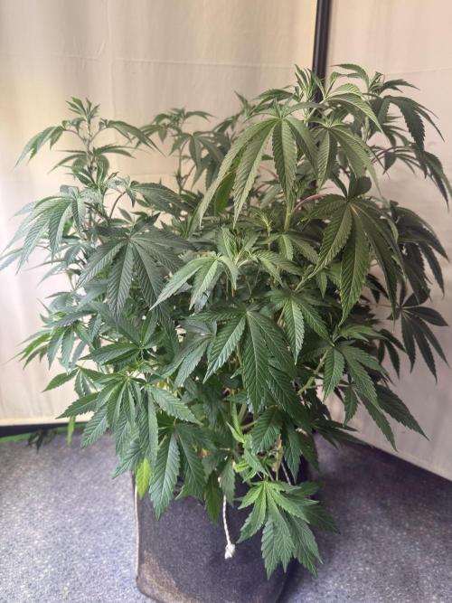 Emerald Envy. Week 6