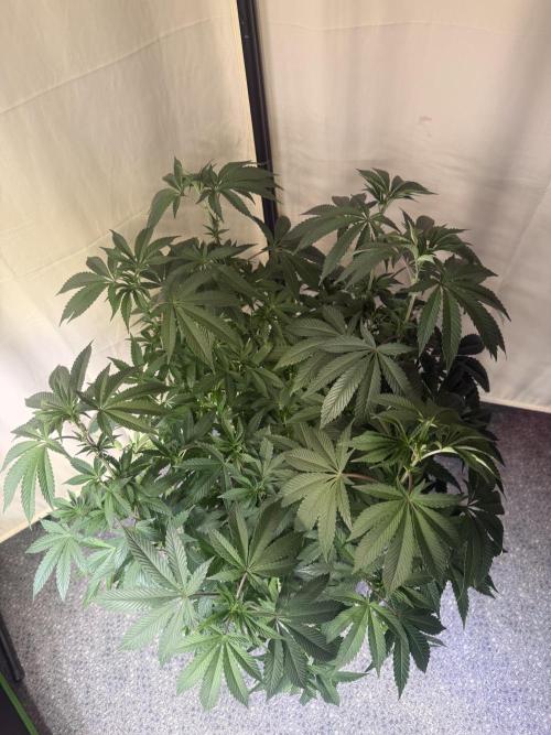 Emerald Envy. Week 6