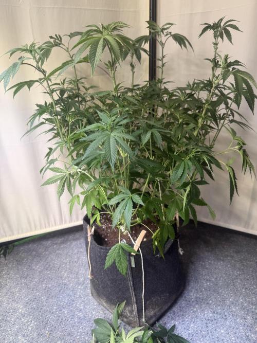 Emerald Envy. Week 6