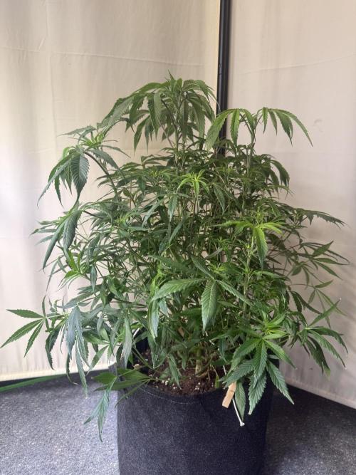 Peach Frosting. Week 6