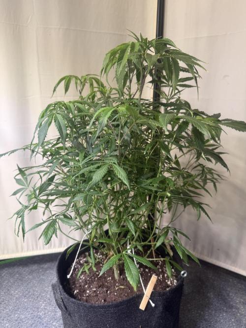 Peach Frosting. Week 6