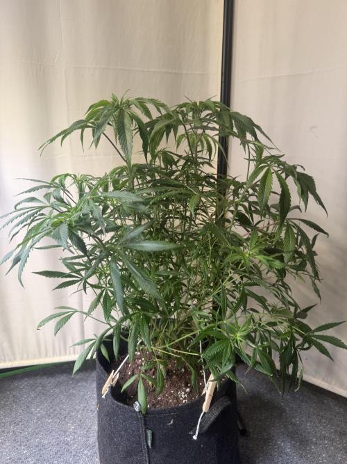 Peach Frosting. Week 6