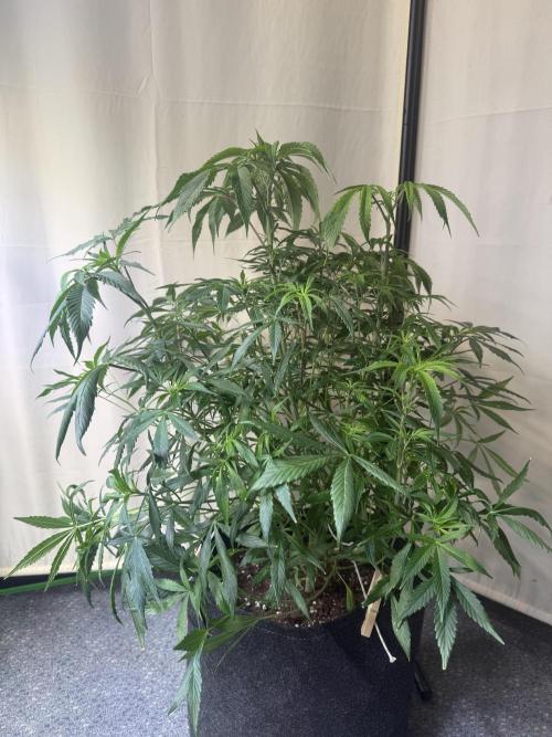 Peach Frosting. Week 6