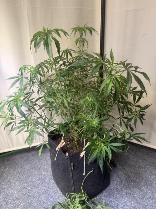 Peach Frosting. Week 6