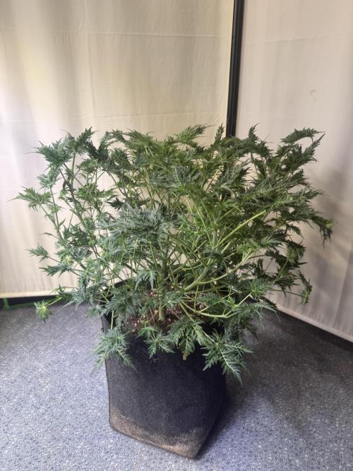 Mentha de Croco. Week 6