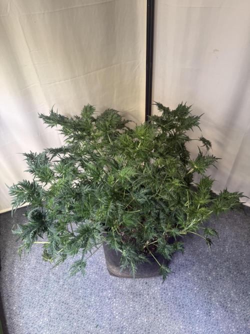 Mentha de Croco. Week 6