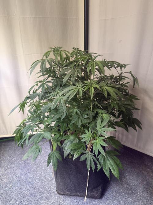 Rainbow Candy. Week 6