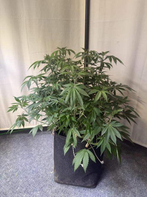 Rainbow Candy. Week 6