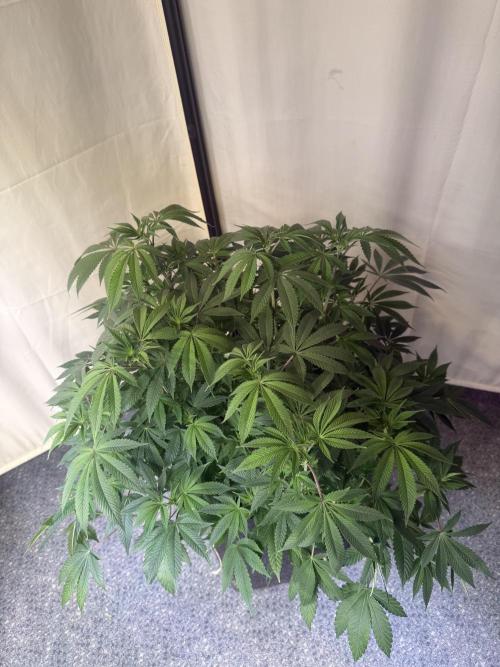 Rainbow Candy. Week 6