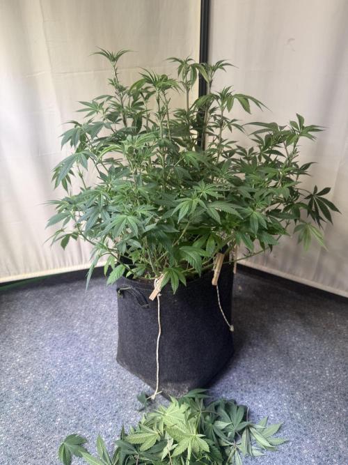 Rainbow Candy. Week 6