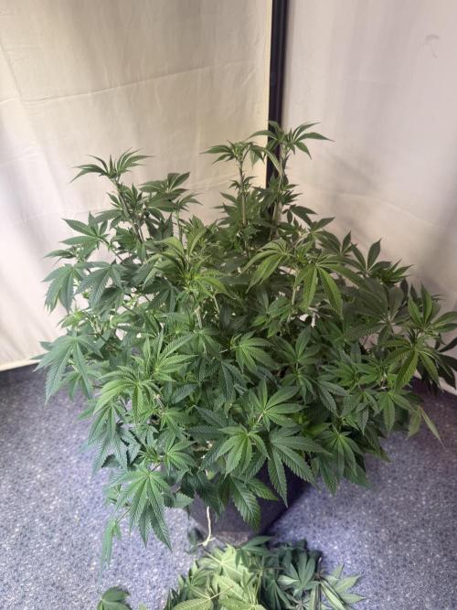 Rainbow Candy. Week 6