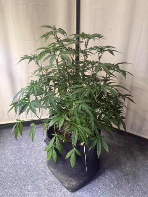 Sunset Paradise. Week 6