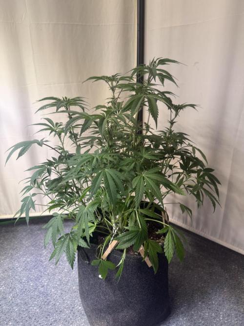 Sunset Paradise. Week 6