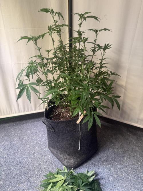 Sunset Paradise. Week 6