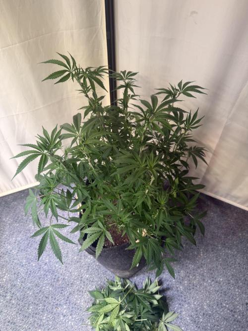 Sunset Paradise. Week 6