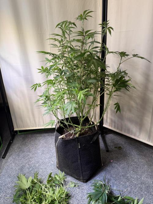 Rainbow Candy. Week 8