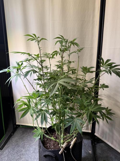 Rainbow Candy. Week 8