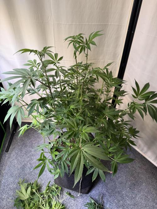 Rainbow Candy. Week 8