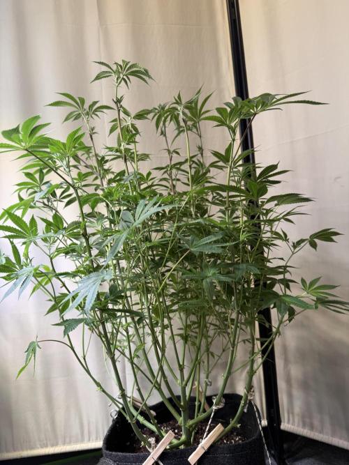 Rainbow Candy. Week 8