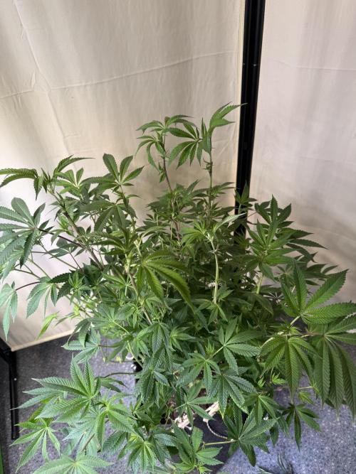 Rainbow Candy. Week 8