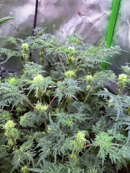 Mentha de Croco. Week 10