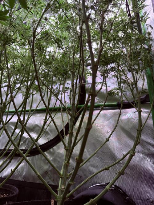 Mentha de Croco. Week 10