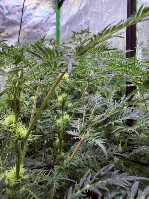 Mentha de Croco. Week 10