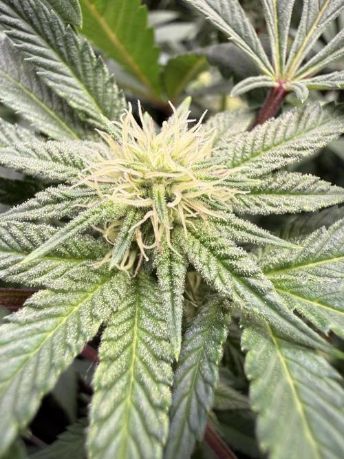 Sunset Paradise. Week 10