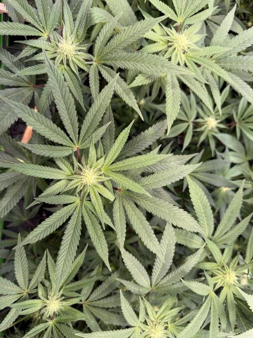 Sunset Paradise. Week 10