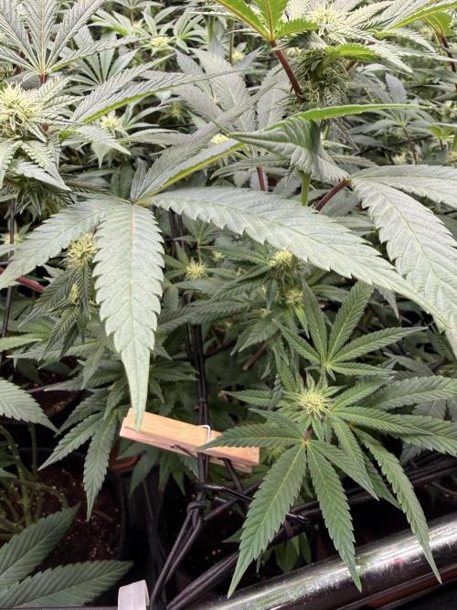 Sunset Paradise. Week 10