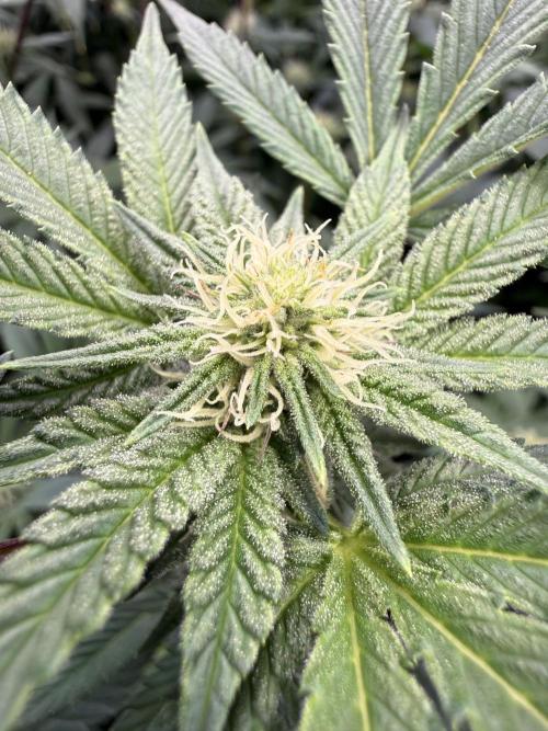 Sunset Paradise. Week 10