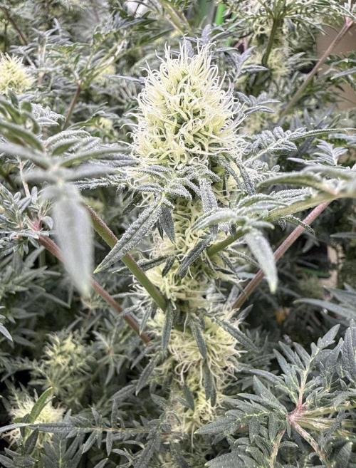 Mentha de Croco. Week 13