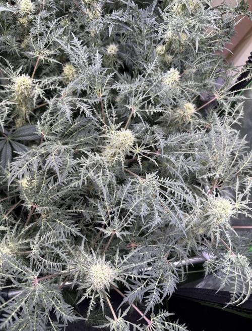 Mentha de Croco. Week 13