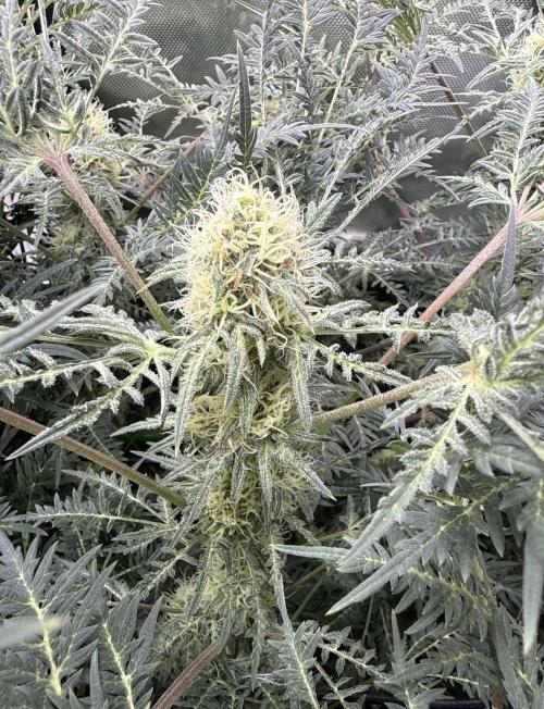 Mentha de Croco. Week 13