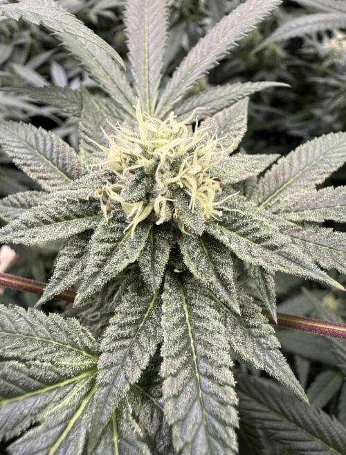 Sunset Paradise. Week 13