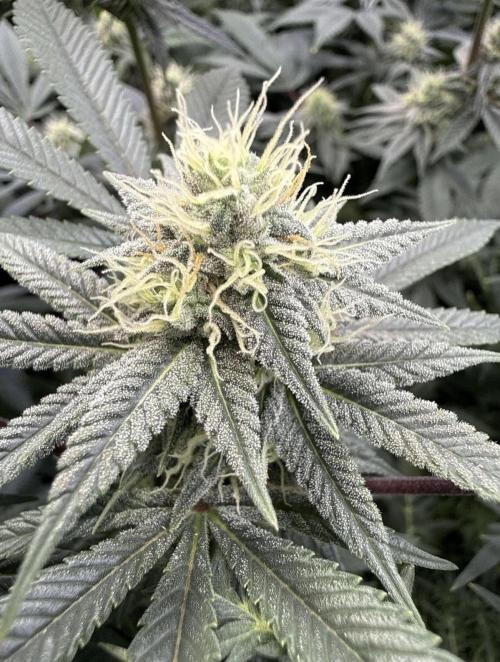 Sunset Paradise. Week 13