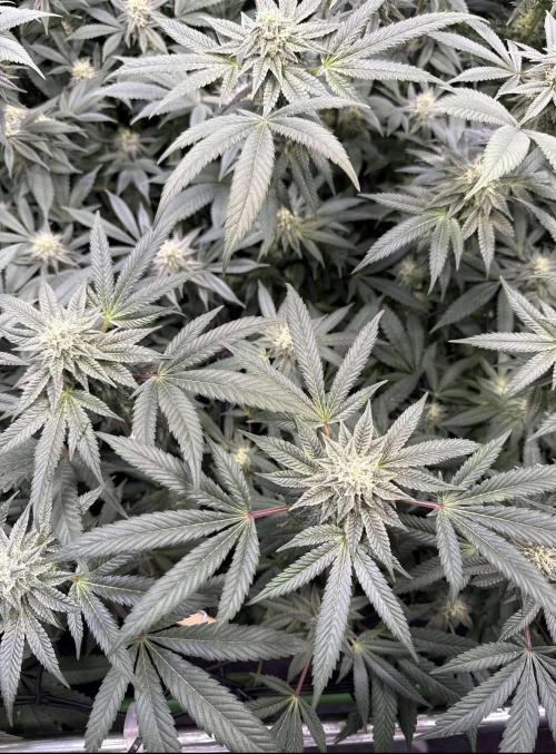 Sunset Paradise. Week 13